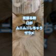 気張る時口がムニムニしちゃうザラメ【猫　ペルシャ　チンチラゴールデン】