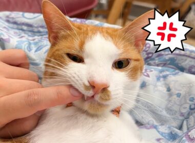 甘えに来た猫を怒らせてしまいました。