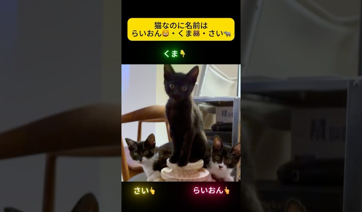 【Ep.16 遂に判明⁉️猫なのに、らいおん、くま、さいとつけた理由】 #猫 #子猫 #shorts