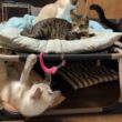 コットの下で、謎の行動をとるシャムのパンダ。キジシロのルル、黒猫の黒夢、シャム雫が？だったが、真相はｗ