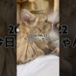 2026/08/22今日のかしちゃん #猫 #ペルシャ #カシス #cat #猫のいる暮らし