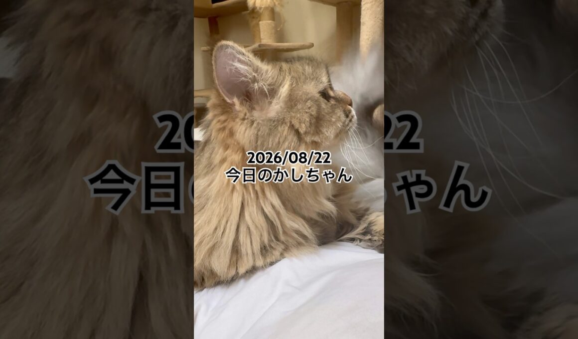 2026/08/22今日のかしちゃん #猫 #ペルシャ #カシス #cat #猫のいる暮らし