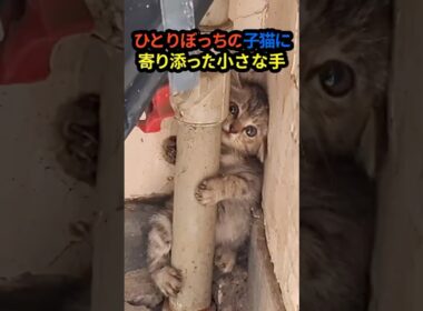 ひとりぼっちでパイプにしがみついていた子猫…2人の子どもの優しさが未来を変えた