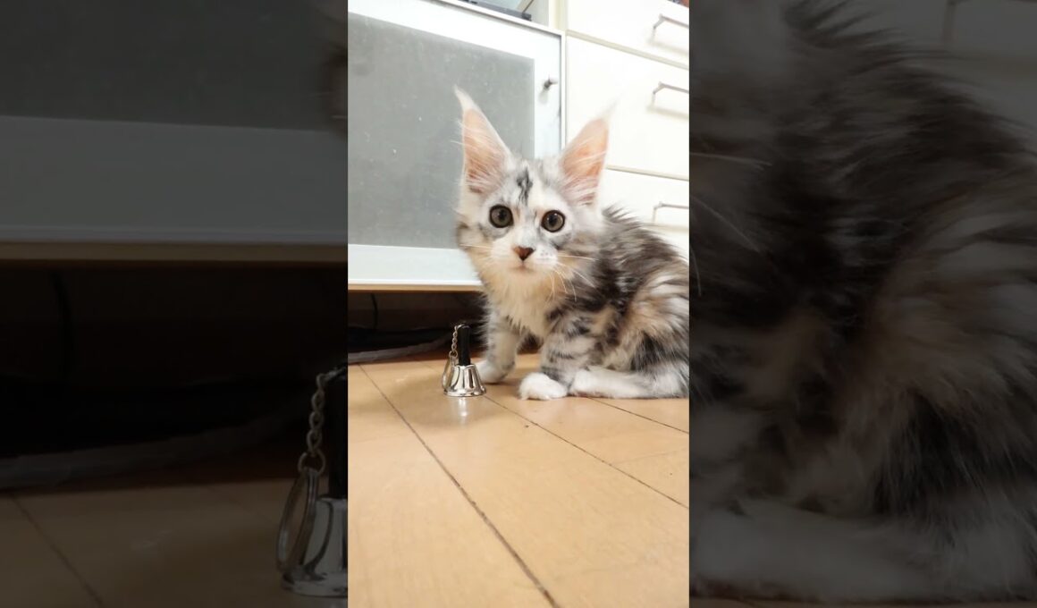キュートなメインクーン子猫ナンシーちゃん