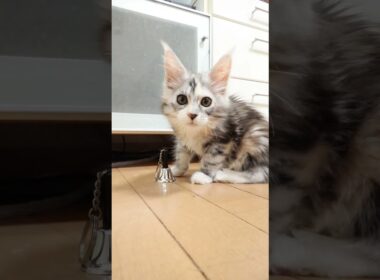 キュートなメインクーン子猫ナンシーちゃん