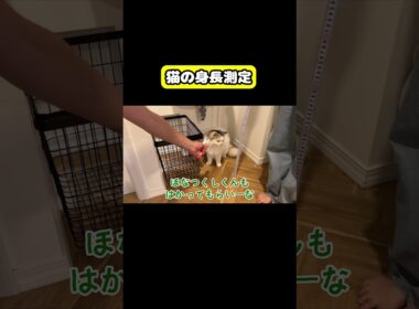 猫の身長測定　猫の身長測定　#猫 #おもしろ #アテレコ #ニャンチューバーつくし