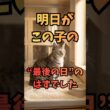 明日、この猫の“最後の日”が来るはずでした 🐾 Tomorrow Was Supposed to Be This Cat's Last Day #猫