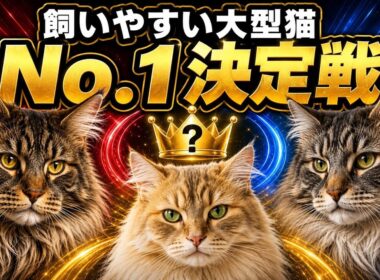 一番飼いやすい大型猫は？人気3猫種を徹底比較