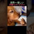 可愛すぎる共同生活！子猫を守るゴールデンレトリバーの優しい世界