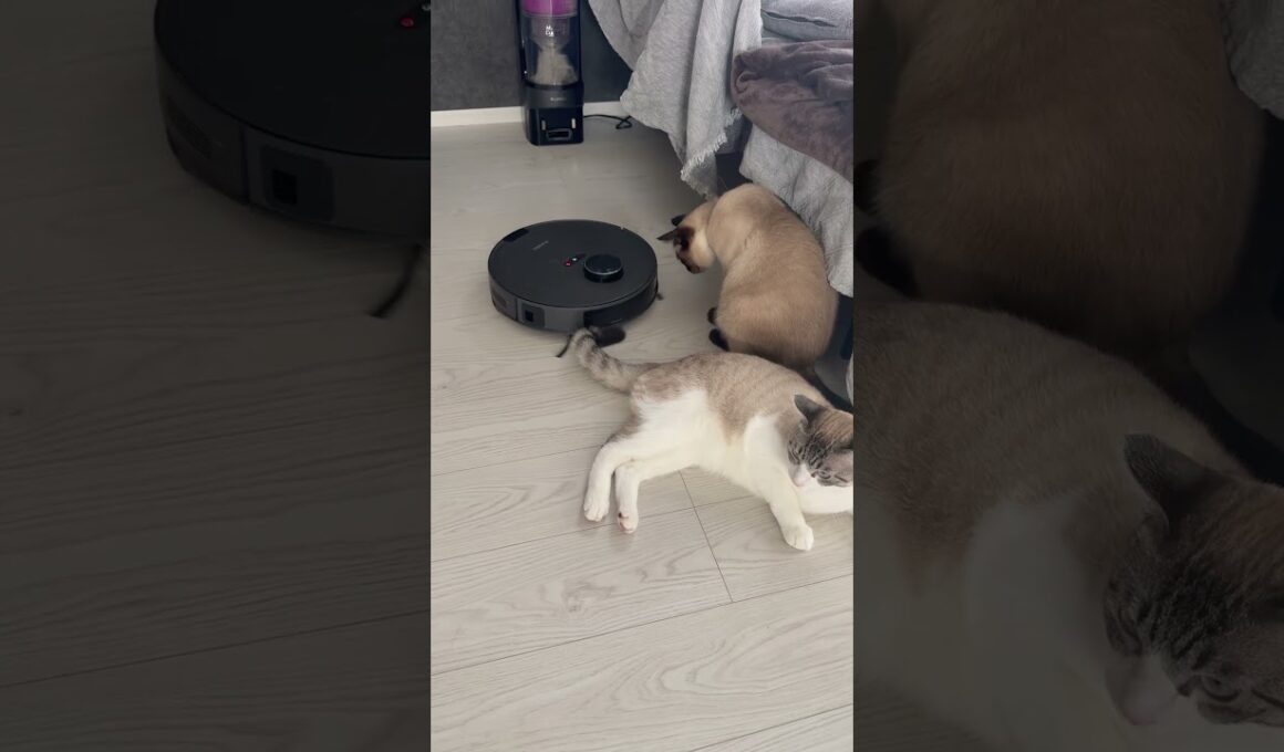お掃除ロボットの帰還を邪魔する猫 #トンキニーズ