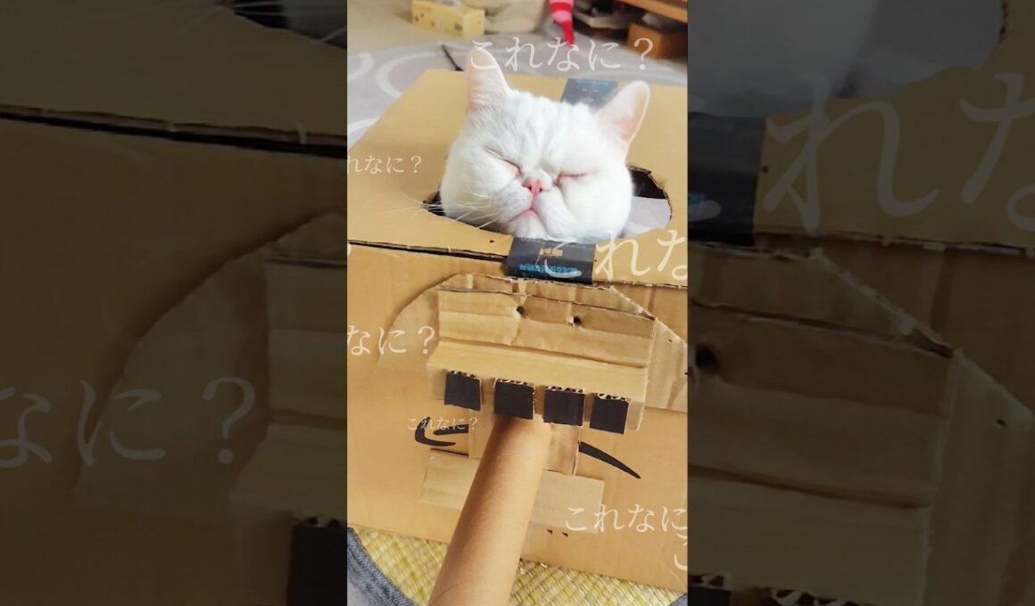 【みっちみち】ダンボール戦車からぬっと出る猫おもち Omochi the Tank Cat #shorts