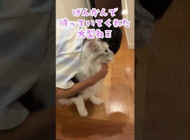 夜遅く少年の帰りを玄関で待っていた大型猫#shorts