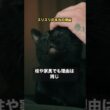 猫がスリスリしてくる本当の理由 #猫 #雑学 #shorts