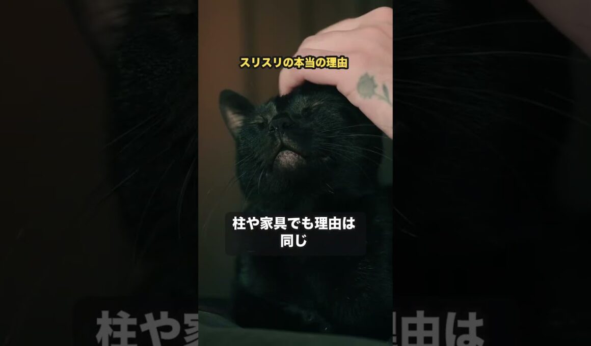 猫がスリスリしてくる本当の理由 #猫 #雑学 #shorts