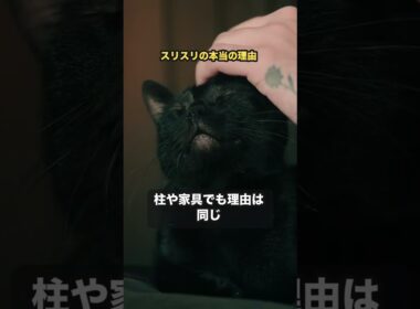 猫がスリスリしてくる本当の理由 #猫 #雑学 #shorts