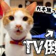 深夜の大きな地震で猫たちが大パニックになってしまいました。