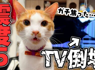 深夜の大きな地震で猫たちが大パニックになってしまいました。