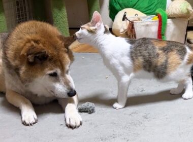 先輩猫たちのご飯タイム♪子猫たちも一緒に過ごしました