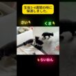 生後3日で見つけた子猫が無事4ヶ月を迎えました。 #猫 #子猫 #shorts