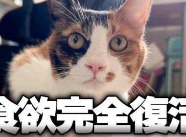 なんて手のかかる女の子なんだこの三毛猫は