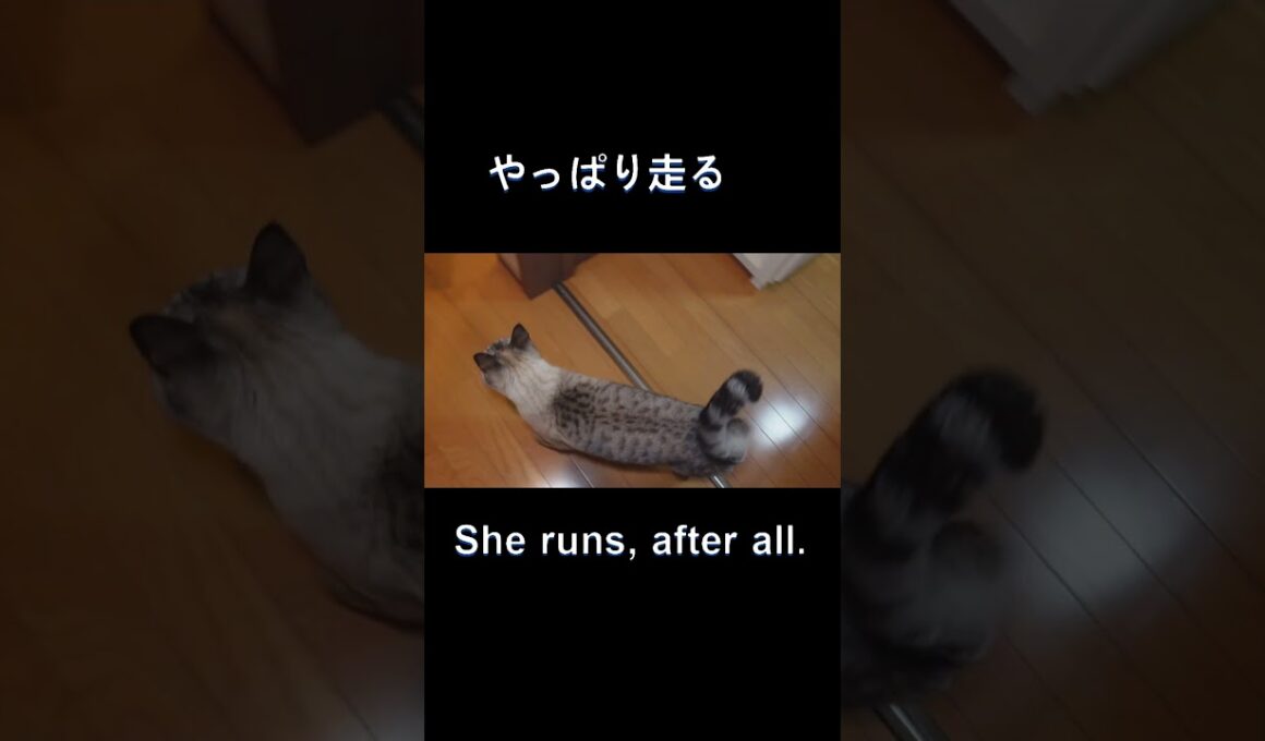 【シャムトラ】走り回るシャムトラ-A running-around Siamese tabby-　#保護猫　#シャムトラ