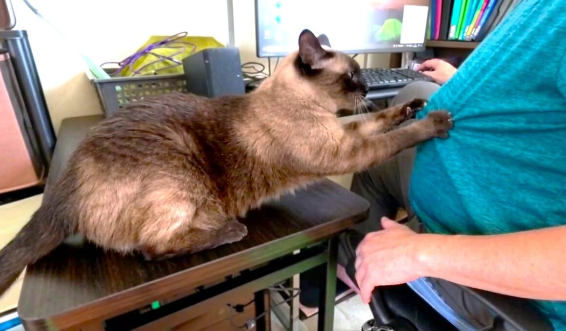 「こっちへ来てくれ」と僕を引っ張るシャム猫🤓
