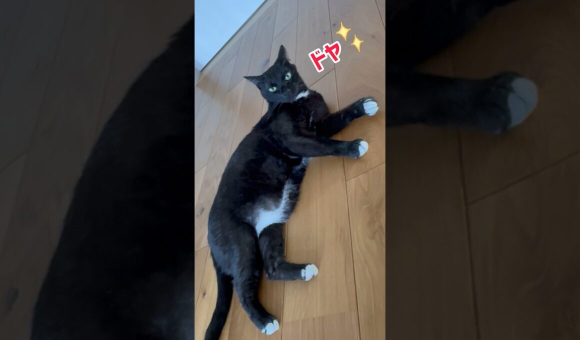 黒猫なのに‥