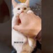 30日目の朝【川で助けた子猫】やっぱり無限に可愛い　#保護猫 #子ネコ #cat  #こちょめ
