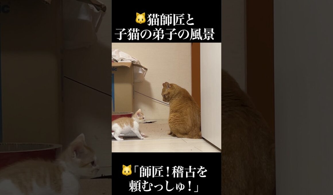 🐱師匠猫と弟子猫の稽古の風景   #cat #kitten #猫 #子猫 #ねこ #こねこ #保護猫  #shorts  #猫のいる暮らし