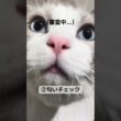 お留守番してた日のお出迎えルーティン #猫 #ラグドール #猫のいる暮らし #猫のいる生活
