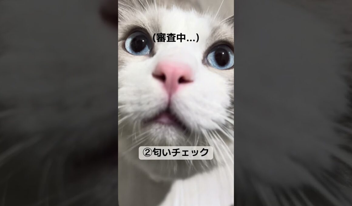 お留守番してた日のお出迎えルーティン #猫 #ラグドール #猫のいる暮らし #猫のいる生活