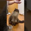 自分のおやつを食べ終えたのにまだ欲しいグリン #グリンとグランの陽だまり日記 #cat #猫