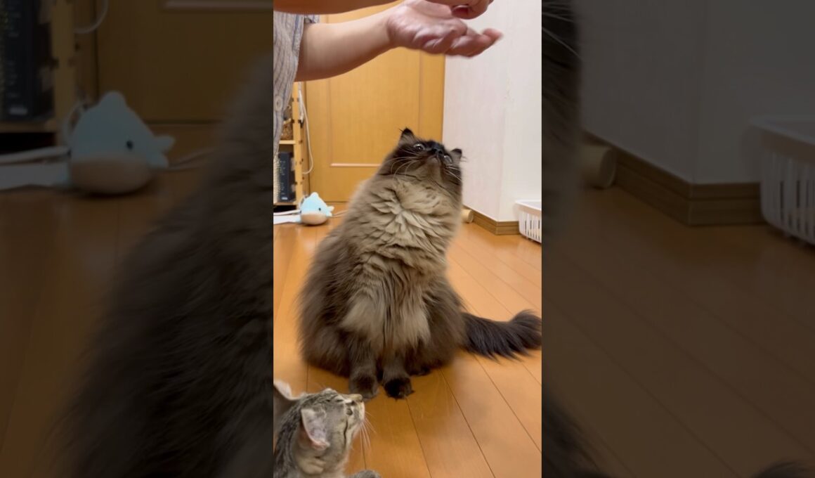 自分のおやつを食べ終えたのにまだ欲しいグリン #グリンとグランの陽だまり日記 #cat #猫