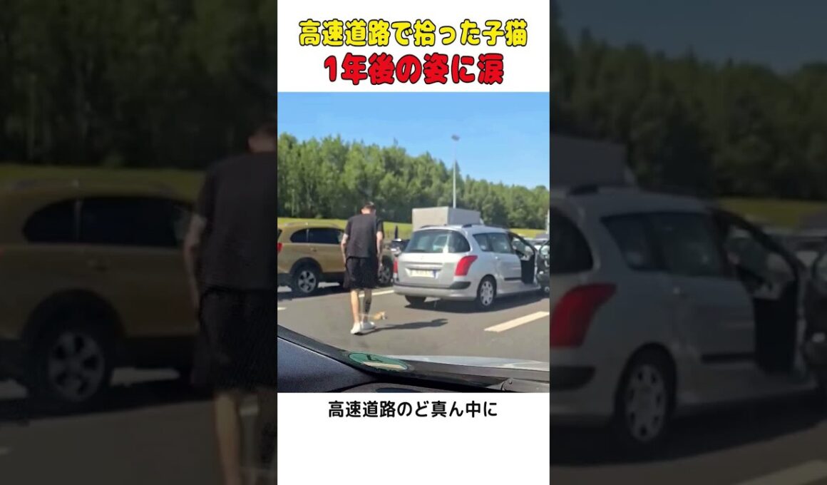 高速道路で震えていた子猫を救出。お家で見せてくれた安心した姿に涙が止まらない😭  #shorts #猫のいる暮らし #感動 #保護猫