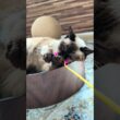 キラキラシャム猫🐱 - The shining cats - #shorts #cat
