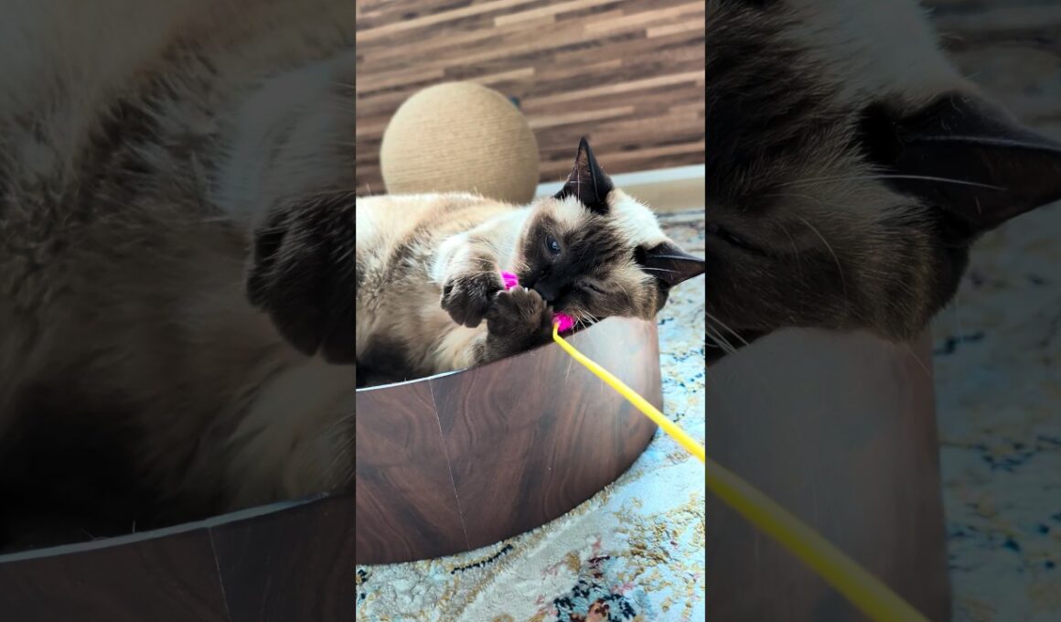 キラキラシャム猫🐱 - The shining cats - #shorts #cat