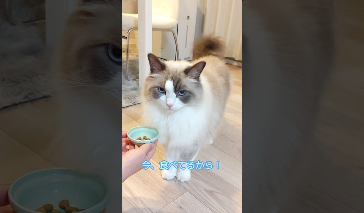 ごはんコールの圧がすごい！　#shorts #ragdoll