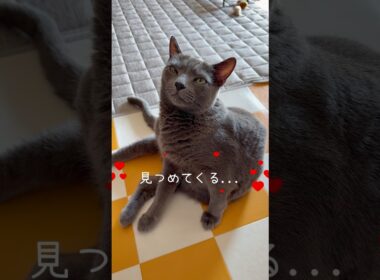 【ロシアンブルー】めろん何か言いたげです🫢【猫】#shorts