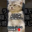 【卒業】ライオン顔で寝ていた子猫、お膝を離れました#子猫#猫おもしろ#猫のいる暮らし#cat#kitten
