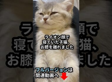 【卒業】ライオン顔で寝ていた子猫、お膝を離れました#子猫#猫おもしろ#猫のいる暮らし#cat#kitten