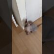 ごはんが待ちきれない猫スルタン【スフィンクス】