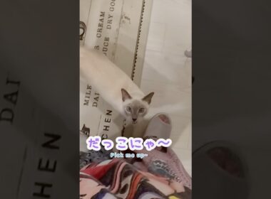 家事をしていると…ジャンプ抱っこで飛んでくる甘えん坊猫💕