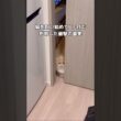 確かに噛まれたら痛かったしそういう事か⋯ #キンカロー #猫 #shorts