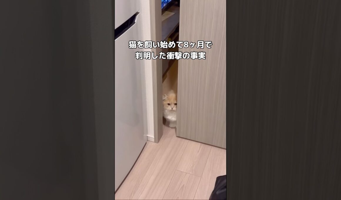 確かに噛まれたら痛かったしそういう事か⋯ #キンカロー #猫 #shorts