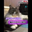 20260824メインクーンだけの【猫カフェのライブ配信】#cat #cooncat #mainecat #もふもふ