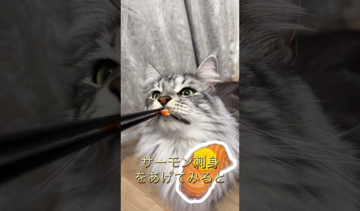 メインクーンに刺身をあげてみると #メインクーン #cat #猫のいる暮らし
