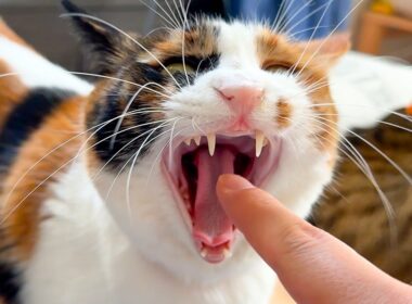 寝起きであくびばかりしてる猫の口に指を突っ込みます。