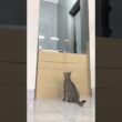 猫 #子猫 #ペット #かわいい #cat #challenge #catchallenge