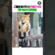 ご飯をあげたら🐈‍⬛ 子猫たちを預け始めた野良猫