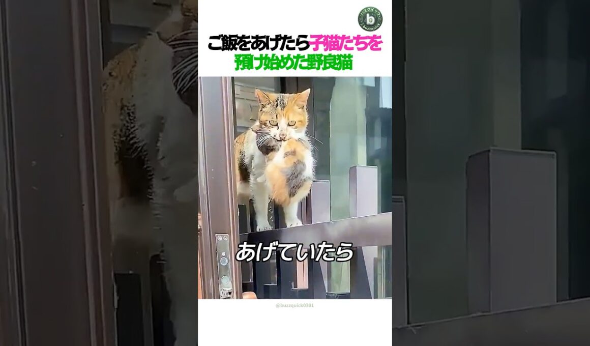 ご飯をあげたら🐈‍⬛ 子猫たちを預け始めた野良猫